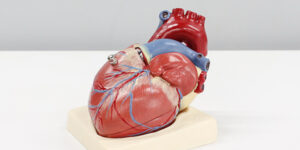plastic medical heart